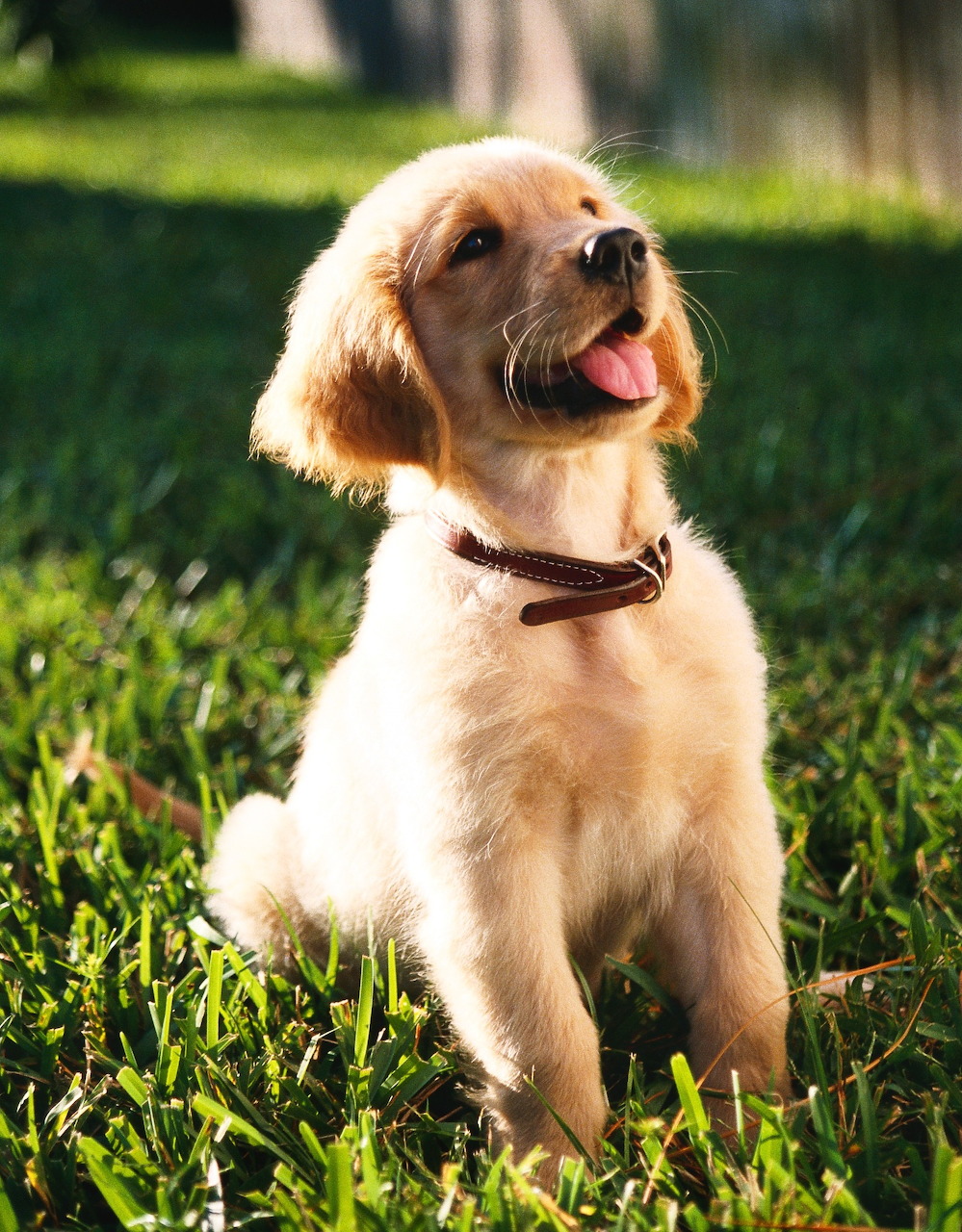 Golden Retriever Puppy
