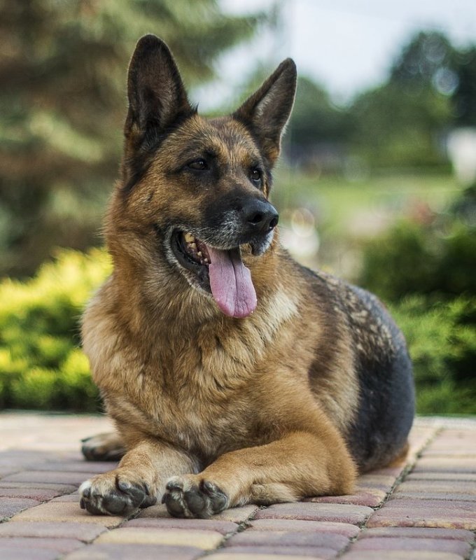 German Shepherd dog lying on brick pavement with tongue out and green bushes behind