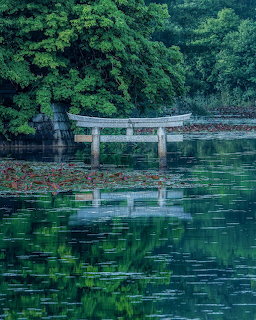 Japanese torii gate partially submerged in a green pond with tree reflections on calm water