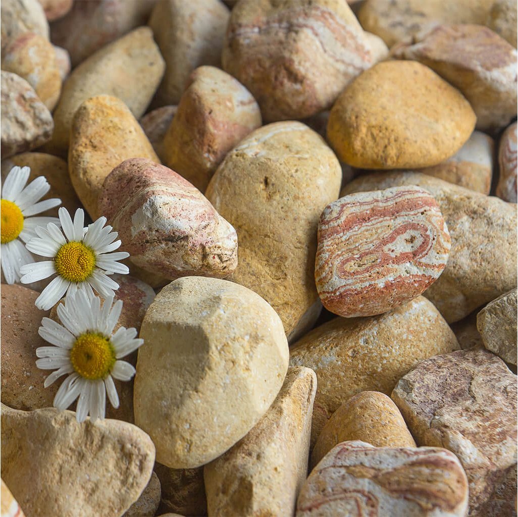 Close-up of beige decorative stones with white daisies between them