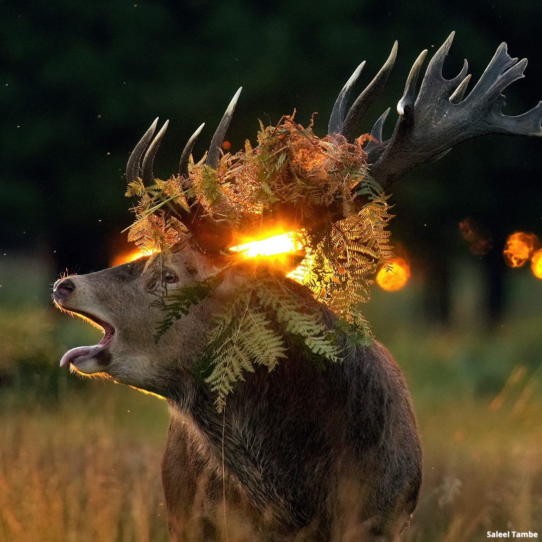 Elk at Sunrise