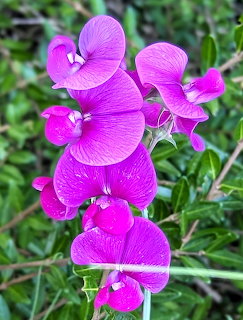 Bright pink-purple vetchling flowers with delicate veined petals on green stems