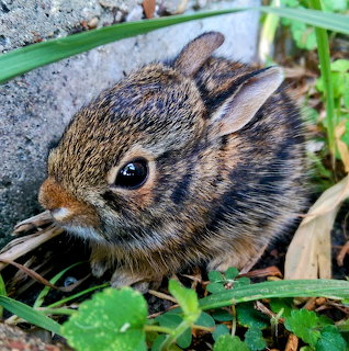 Baby Bunny Outdoors