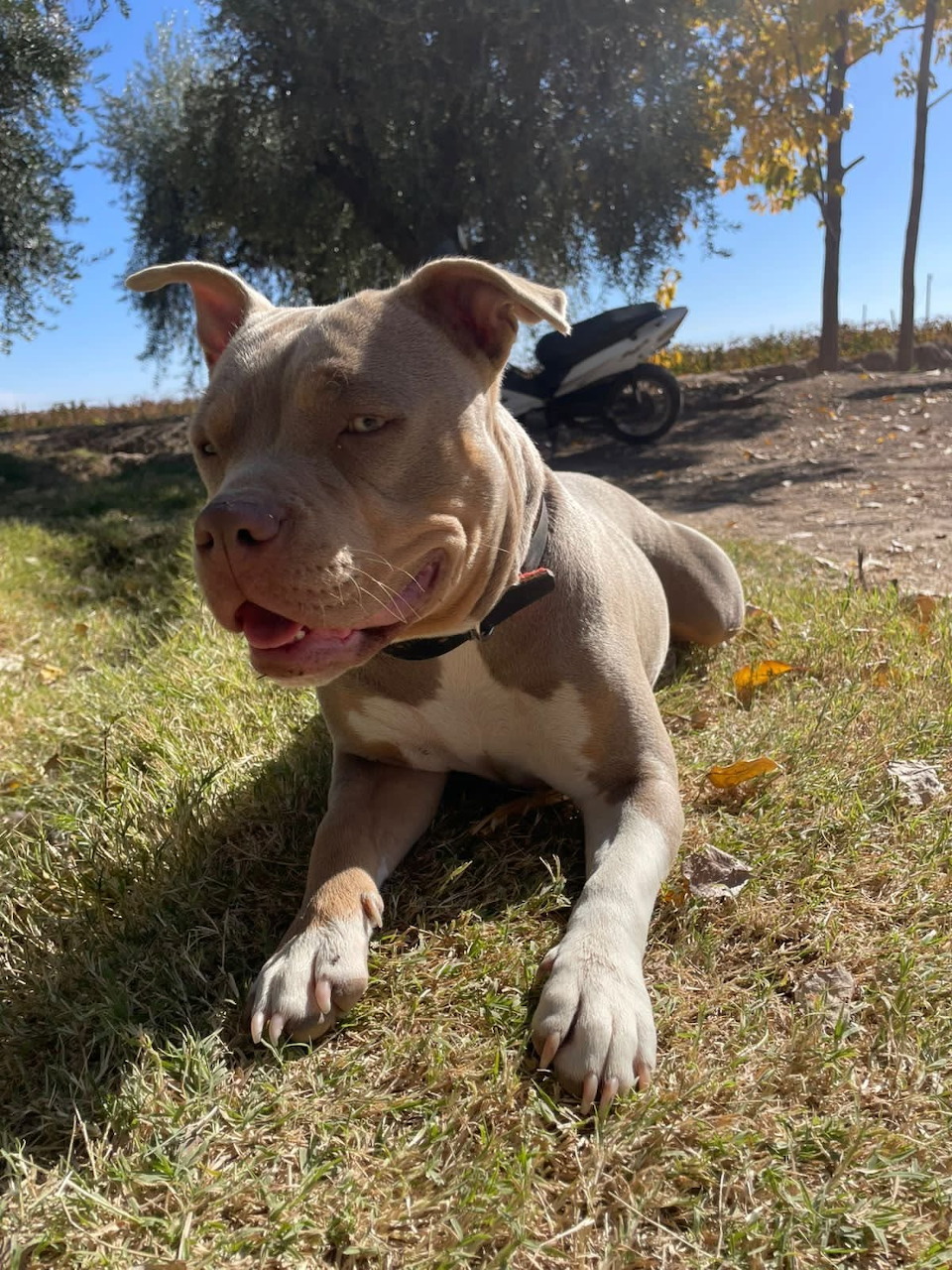 Grey pit bull dog lying on grass outdoors with olive trees and a scooter in the background