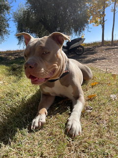 Pit Bull Resting on Grass