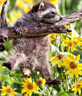 Baby Raccoon in Flowers