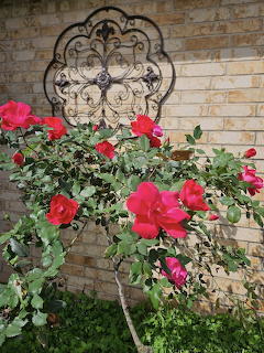 Red Knock Out rose bush with blooming roses against a brick wall with ornate iron wall decor