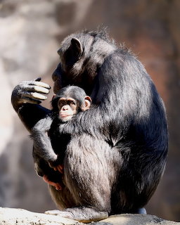 Adult chimpanzee holding a baby chimpanzee while sitting on a rock in a zoo enclosure