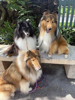 Three Collie dogs sitting together on outdoor steps, two on a bench and one below