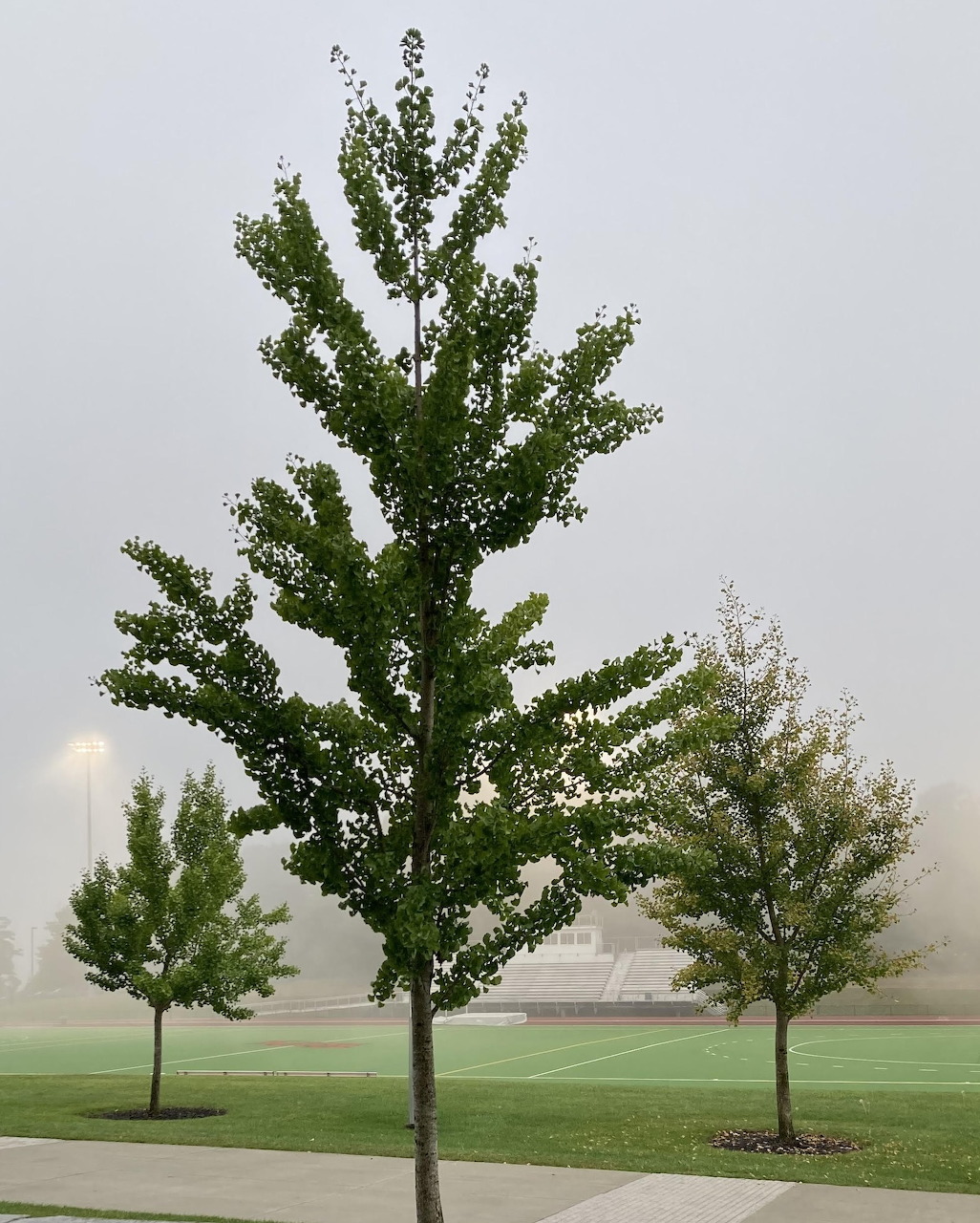 Tall ginkgo biloba trees with yellow leaves in morning fog
