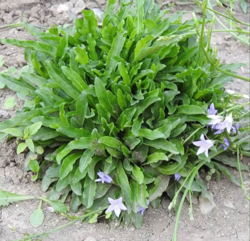 Rampion Plant