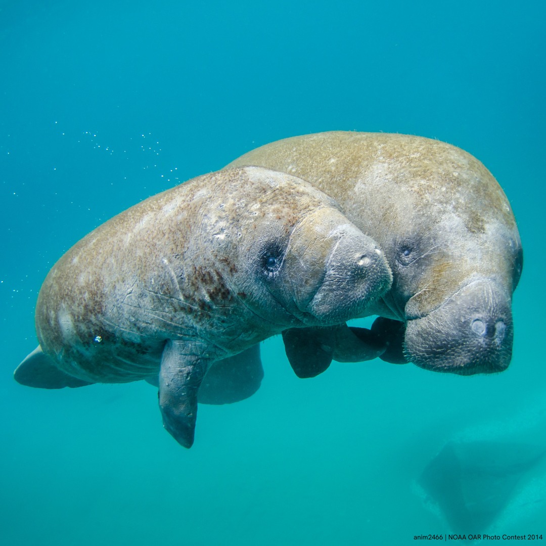 Two manatees swimming closely together underwater in clear blue water