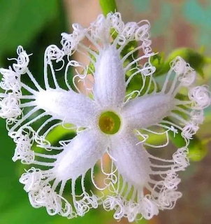 White Fringed Flower