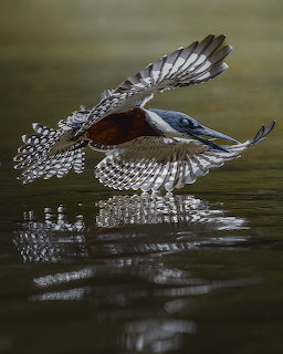 Kingfisher Diving Water