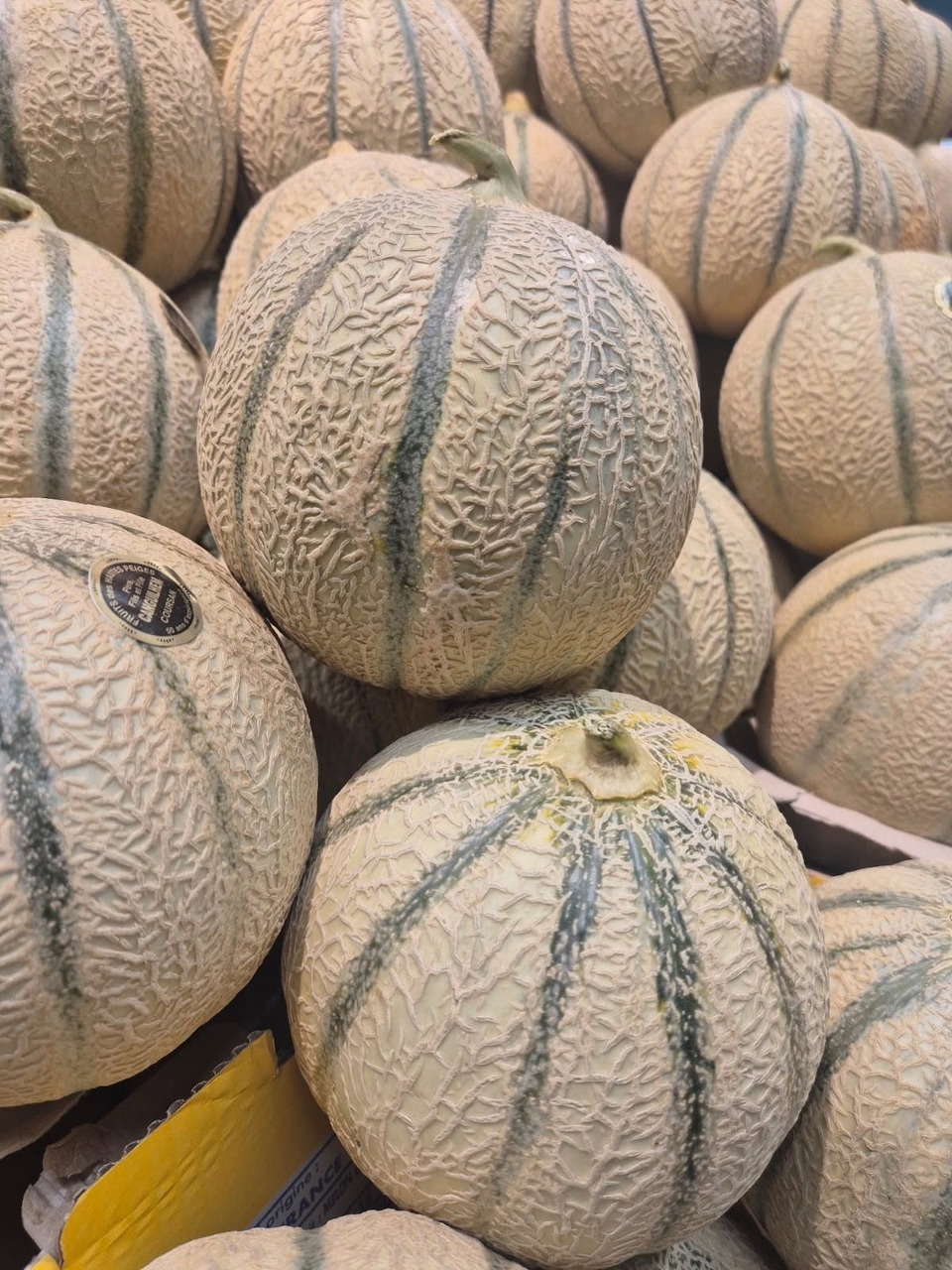 Pile of fresh cantaloupes with netted rinds stacked together at a market
