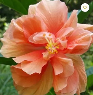 Peach hibiscus flower with ruffled petals and yellow center on blurred green background