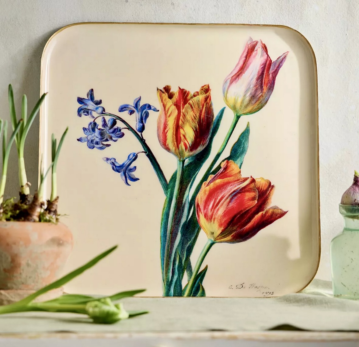 Tulip illustration on a cream tray with flower bulbs and green shoots beside it
