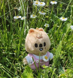 Small plush bear toy in pink clothing sitting in green grass surrounded by white daisies