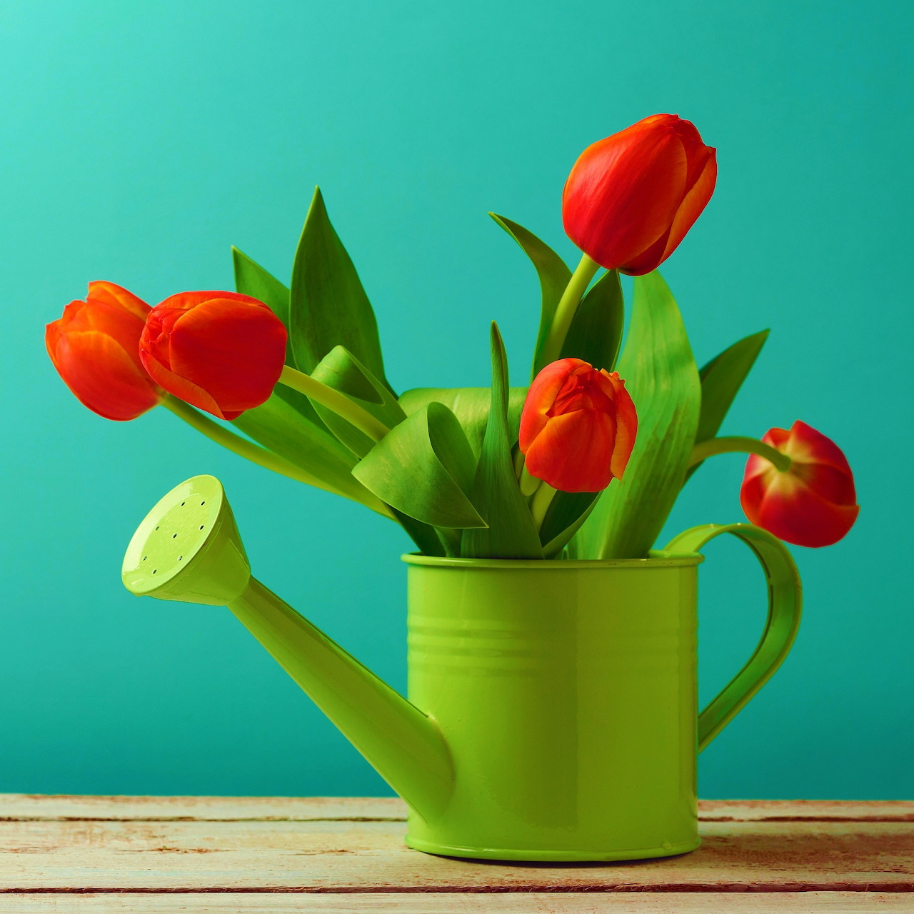 Red tulips in green watering can on wood table with turquoise background