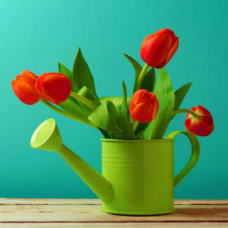 Red Tulips in Green Watering Can