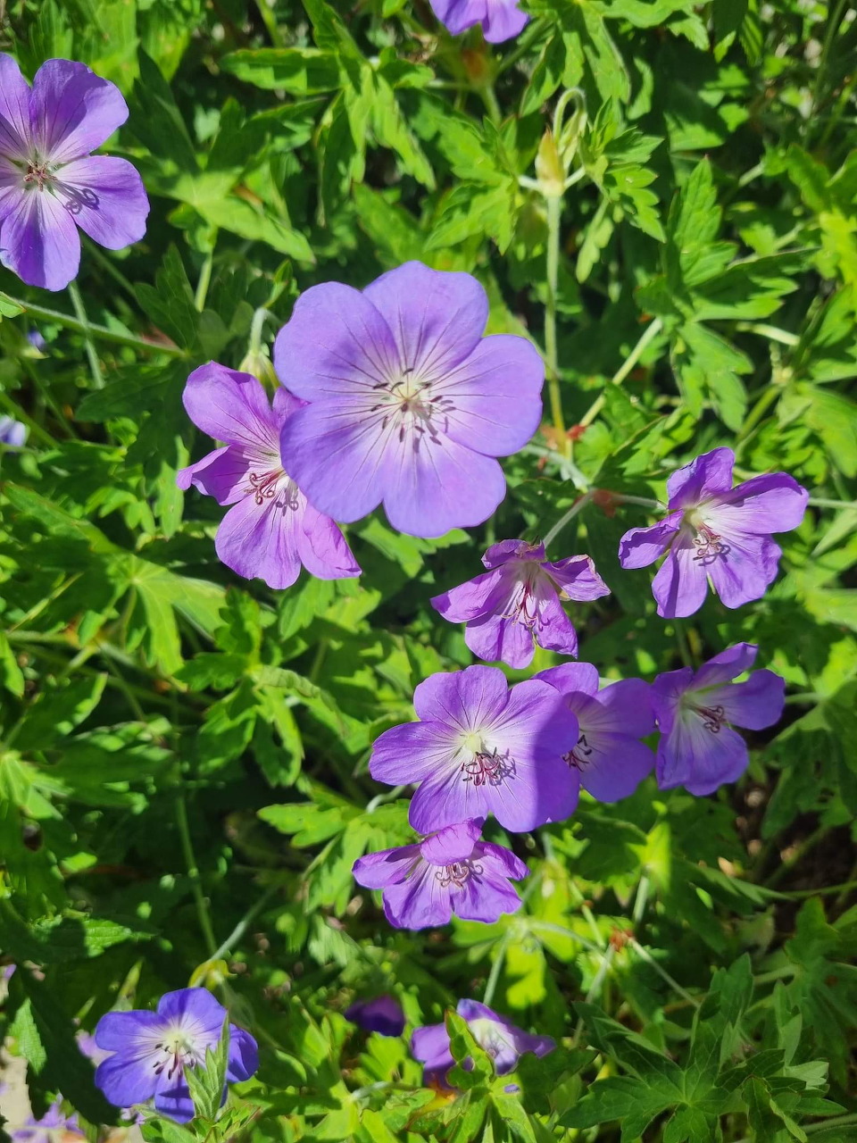 Purple geranium flowers with white centers blooming in green foliage