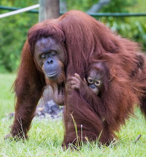 Adult orangutan with baby on grass, reddish-brown fur, outdoor enclosure with railing in background