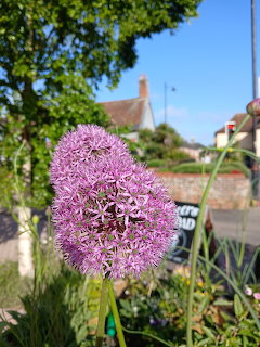 Close-up of a purple allium flower in bloom with village houses and trees in the background