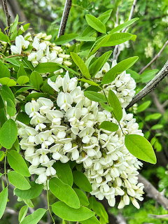 False Acacia Blossoms