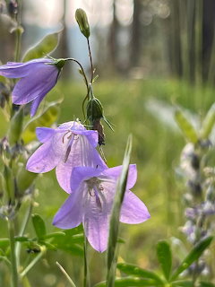 Purple Bellflowers