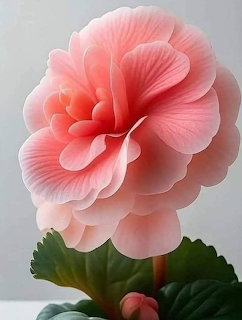 Close-up of a pink begonia flower with layered ruffled petals and green leaves