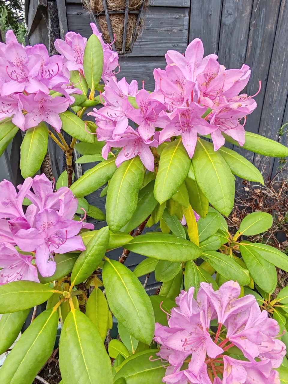 Pink Floral Garden Bush