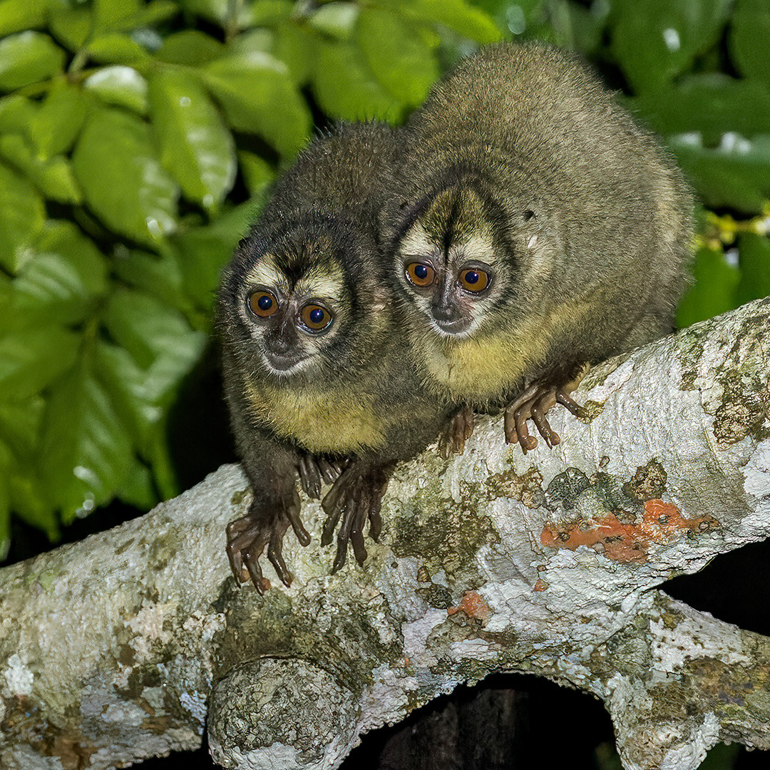 Two owl monkeys perched closely together on a tree branch with green leaves behind them