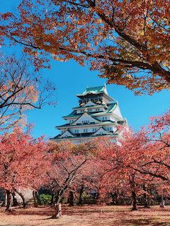 Osaka Castle Cherry Blossoms