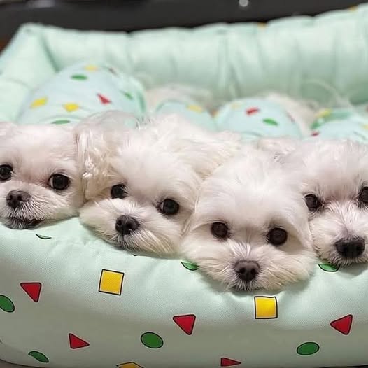 Maltese Puppies