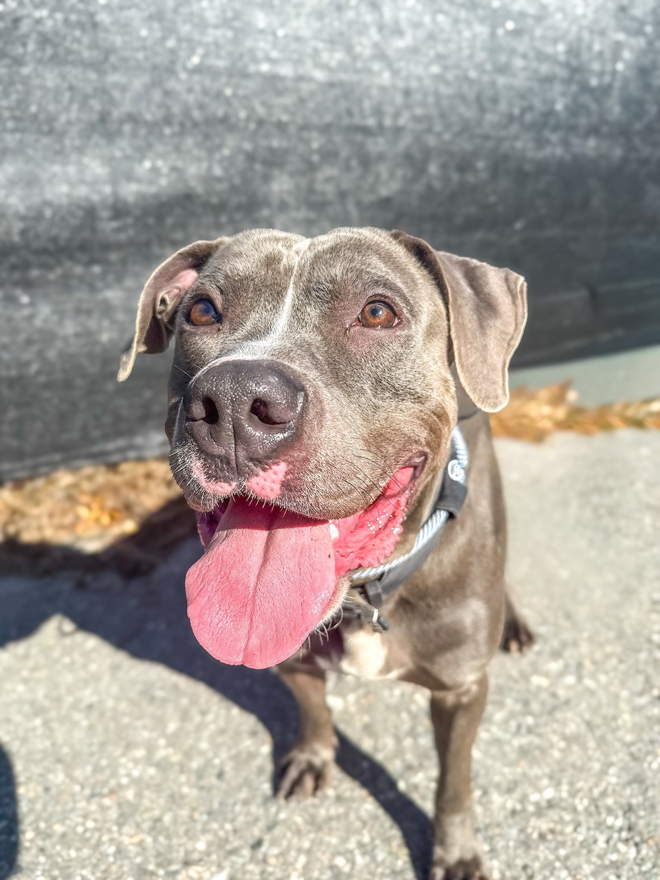 Gray pit bull dog with tongue out looking up at camera on sunny pavement