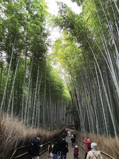 Tall bamboo forest path in Kyoto, Japan with people walking through dense green bamboo stalks
