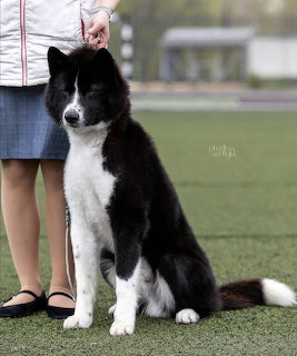 Yakutian Laika Dog