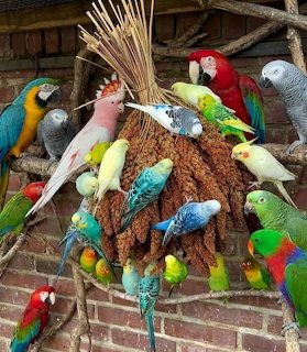 Multiple colorful parrots and parakeets perched on and around a coconut shell feeder hanging from a brick wall