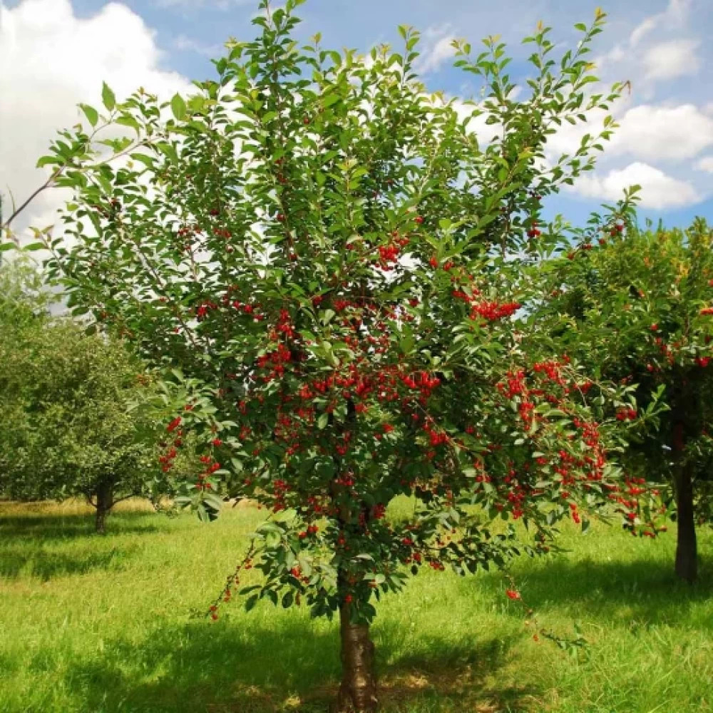 Small tree with red berries in a grassy orchard under a blue sky