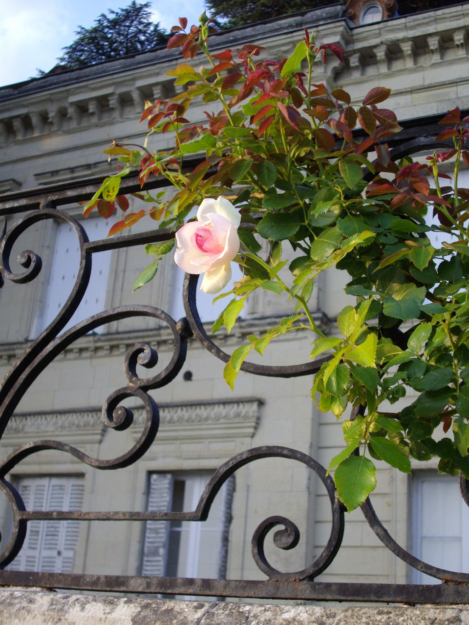 Pink rose growing through decorative wrought iron fence with stone building behind