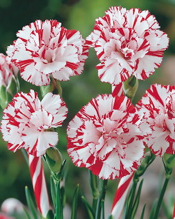 Close-up of red and white striped carnations with green leaves