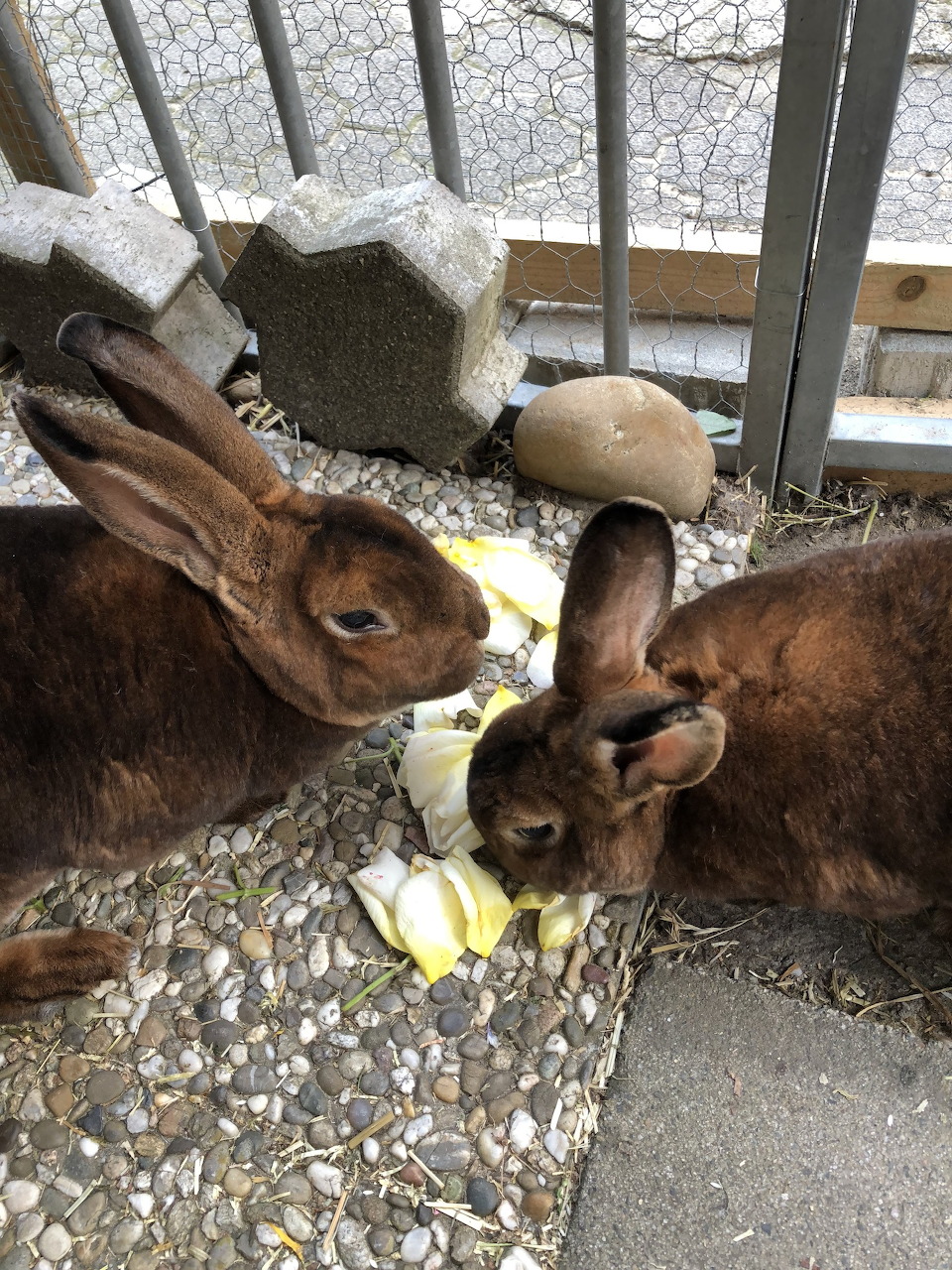 Two brown rabbits eating leafy vegetables on a pebbled ground near a railing