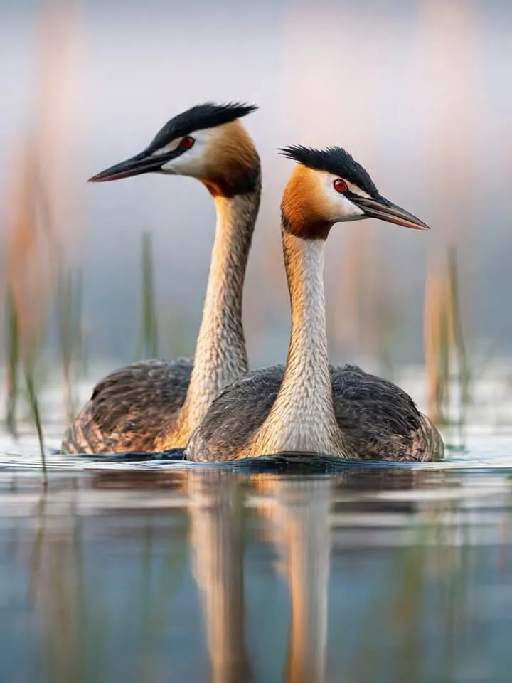 Two great crested grebes swimming side by side on calm water with reds in the background