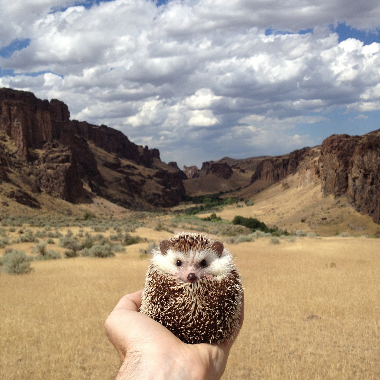 Small hedgehog resting in a person's hand with a canyon and cloudy sky in the background
