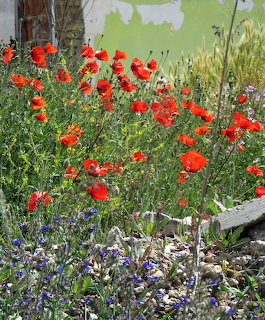 Red poppies and blue wildflowers bloming in a rustic garden near an old green wall