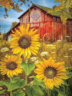 Rustic red barn with quilt square and wagon wheel behind bright yellow sunflowers and wildflowers