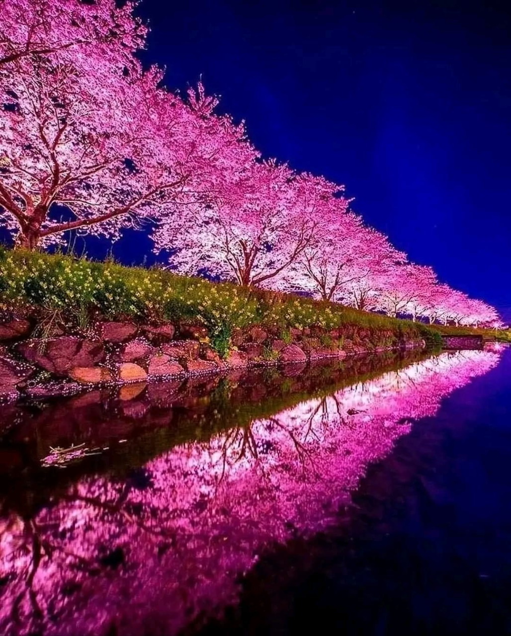 Pink cherry blossom trees lit up at night reflecting in a calm canal under a deep blue sky
