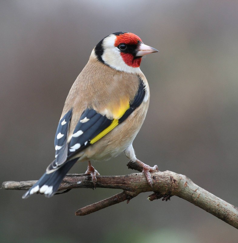 European Goldfinch Bird