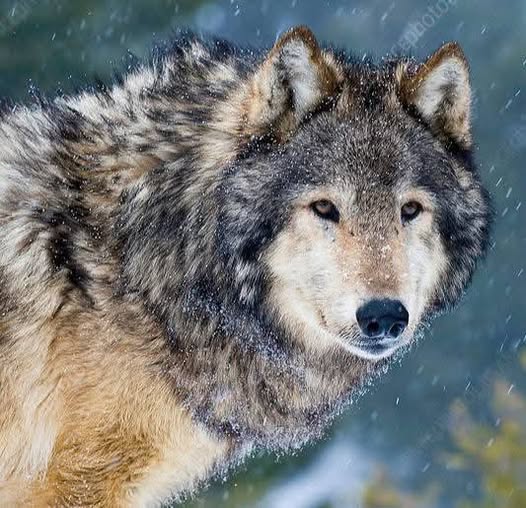 Gray wolf portrait with intense gaze and thick fur