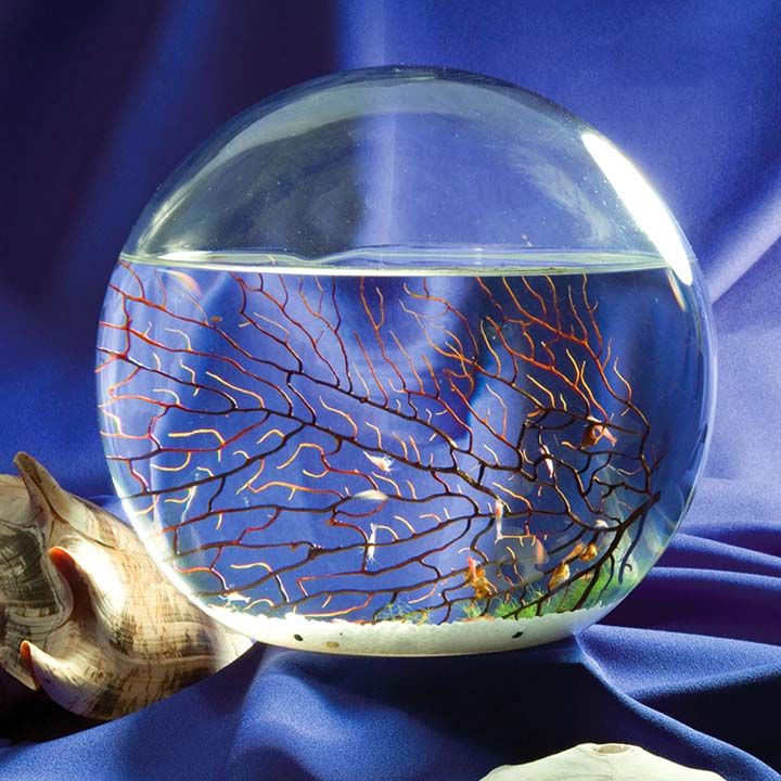 Round glass sphere aquarium with red sea fan coral and small fish on purple satin fabric next to a seashell